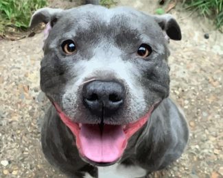 Staffordshire Bull Terrier Smiling diamond painting