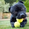 Staffordshire Bull Terrier With Tennis Balls diamond painting