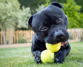 Staffordshire Bull Terrier With Tennis Balls diamond painting