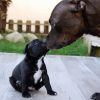 Staffordshire Bull Terrier Dog And Puppy diamond painting