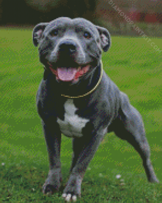 Staffy Dog diamond painting