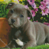 Staffy Puppy diamond painting