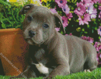 Staffy Puppy diamond painting