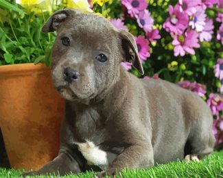 Staffy Puppy diamond painting