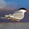 Sternidae Tern Bird diamond painting