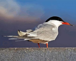 Sternidae Tern Bird diamond painting