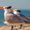 Sternidae Tern Bird diamond painting