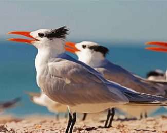 Sternidae Tern Bird diamond painting