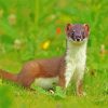 Stoat Animal diamond painting