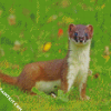 Stoat Animal diamond painting