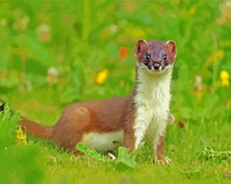 Stoat Animal diamond painting