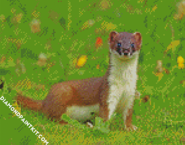 Stoat Animal diamond painting