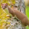 Stoat diamond painting