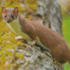 Stoat diamond painting