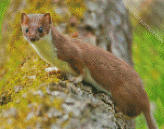 Stoat diamond painting