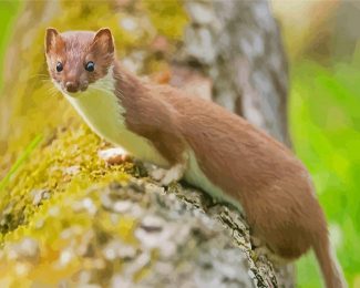 Stoat diamond painting