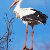 Stork Bird diamond painting