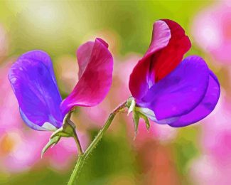 Sweet Pea diamond painting