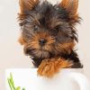 Teacup Yorkie diamond painting