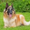 The Belgian Tervuren Dog diamond painting