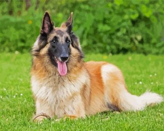 The Belgian Tervuren Dog diamond painting