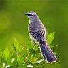 The Northern Mockingbird diamond painting