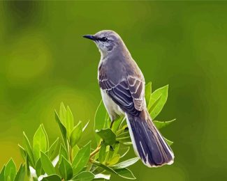 The Northern Mockingbird diamond painting