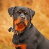 The Rottweiler Dog diamond painting