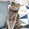 The Scottish Fold Grey Cat diamond painting