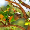 The Senegal Parrot Bird Diamond painting