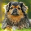 The Tibetan Spaniel Dog diamond painting