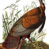 The Wild Turkey By John James Audubon diamond painting