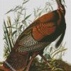 The Wild Turkey By John James Audubon diamond painting