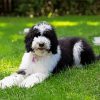 The Sheepadoodle Dog diamond painting