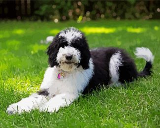 The Sheepadoodle Dog diamond painting