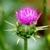 Thistle Plant diamond painting