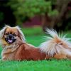 Tibetan Spaniel Dog diamond painting