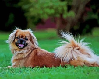 Tibetan Spaniel Dog diamond painting