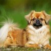 Tibetan Spaniel diamond painting