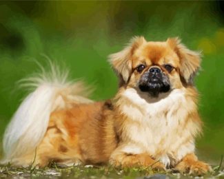 Tibetan Spaniel diamond painting