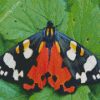 Tiger Moth Butterfly diamond painting