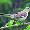 Tropical Mockingbird diamond painting