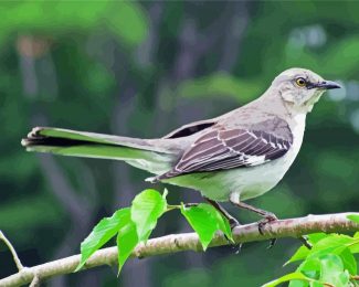 Tropical Mockingbird diamond painting