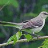 Tropical Mockingbird diamond painting