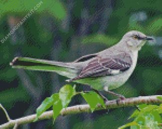 Tropical Mockingbird diamond painting