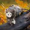 Virginia Opossum diamond painting