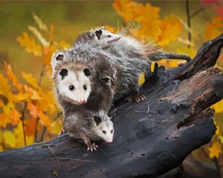 Virginia Opossum diamond painting