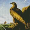 Washington Sea Eagle By John James Audubon diamond painting