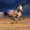 White Andalusian Horse In The Desert diamond painting