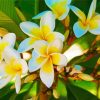 White Yellow Plumeria diamond painting